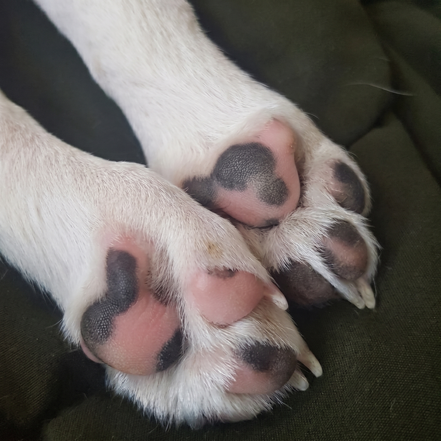 Zampe di un Labrador tornate rosa