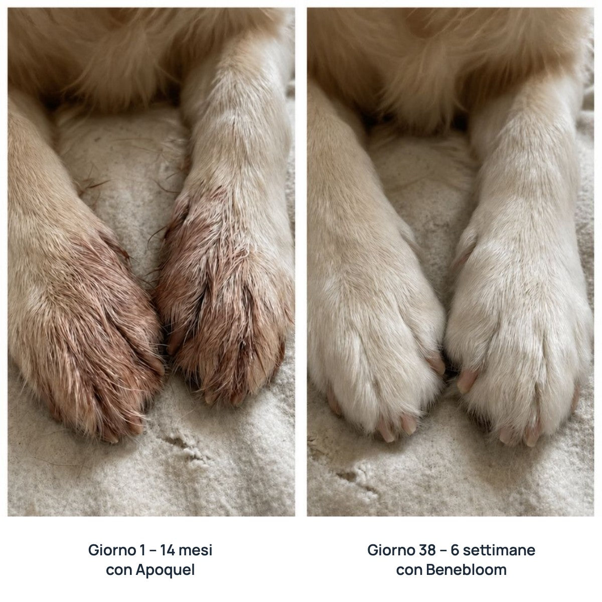 Prima e dopo: zampe, 6 settimane con Benebloom