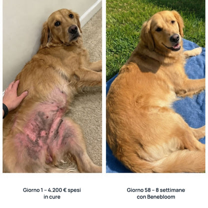 Prima e dopo: golden retriever, 8 settimane con Benebloom