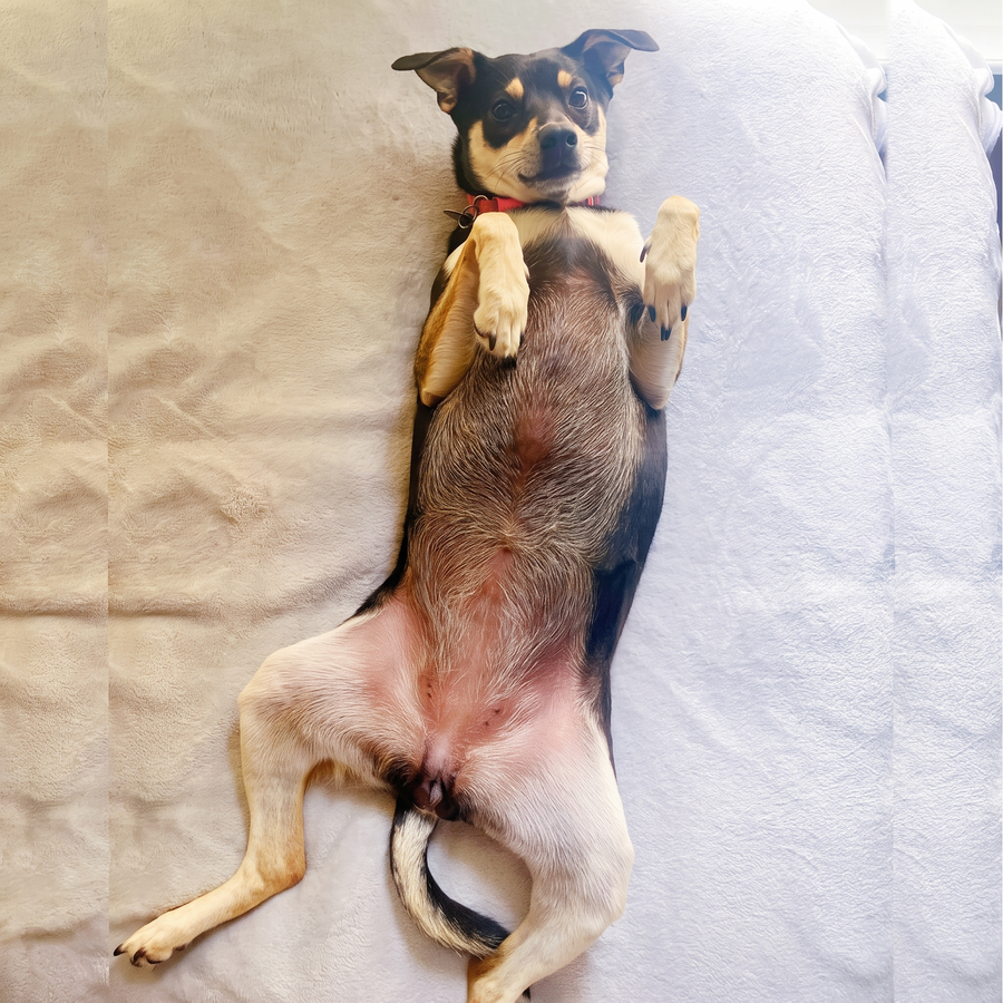 Cane anziano rilassato sul letto