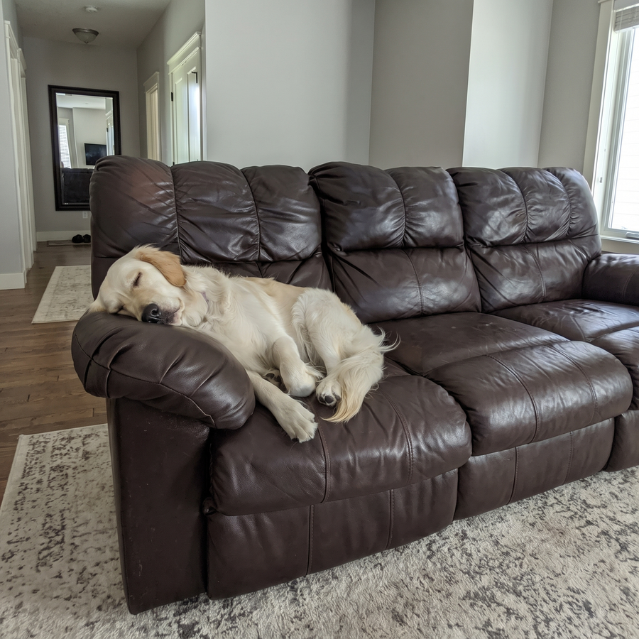 Cane che dorme tranquillo sul divano