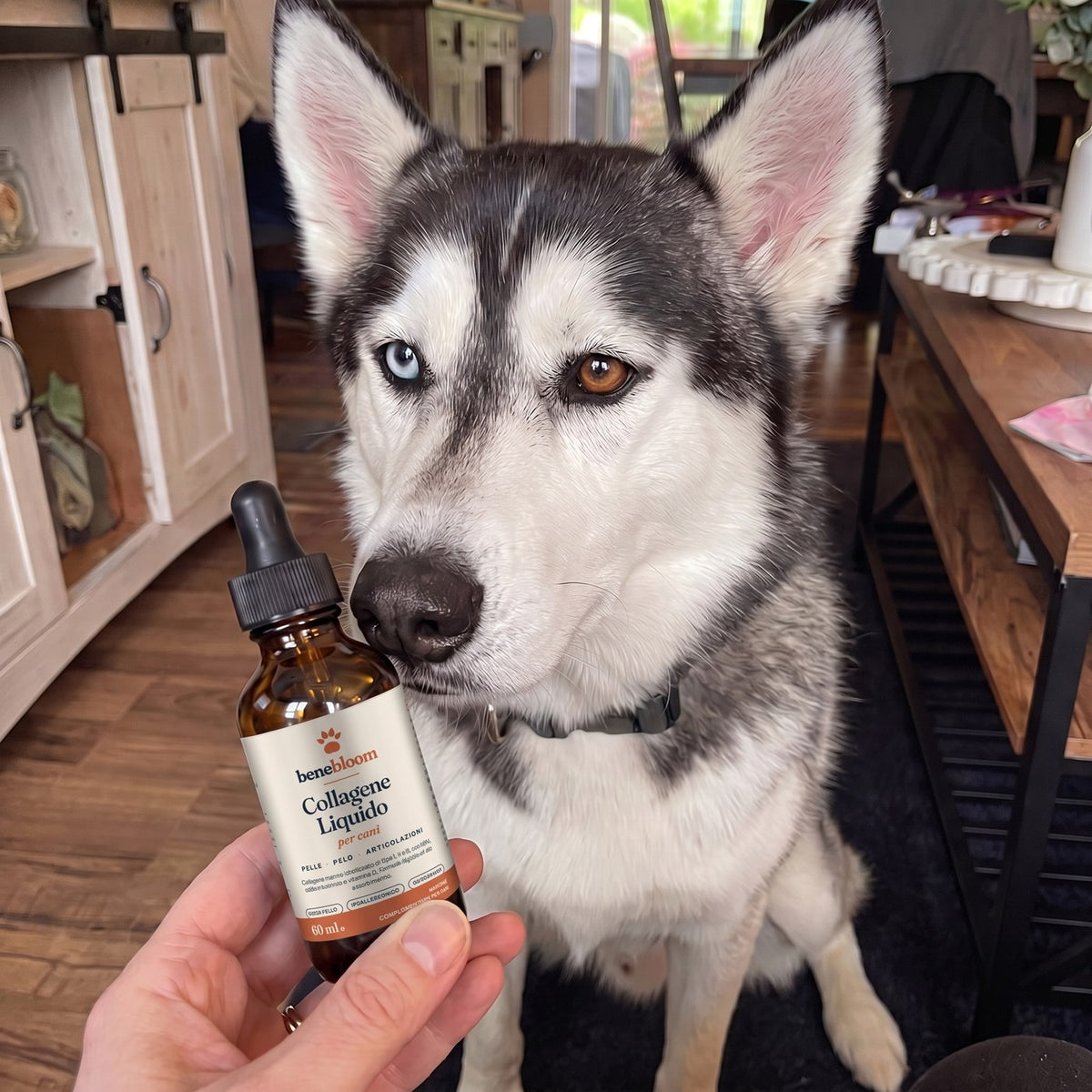 sez-husky